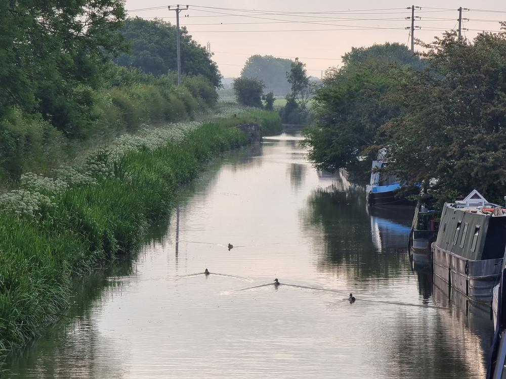 Four ducks cruise along the canal in the early morning haze