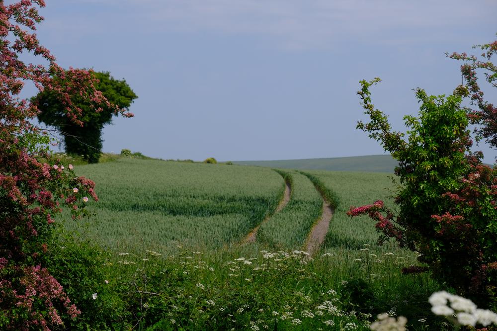 Blossoms on trees, a farm track cutting through a field of grain
