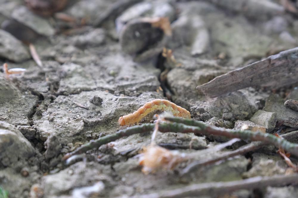 A caterpillar wriggles along a twig