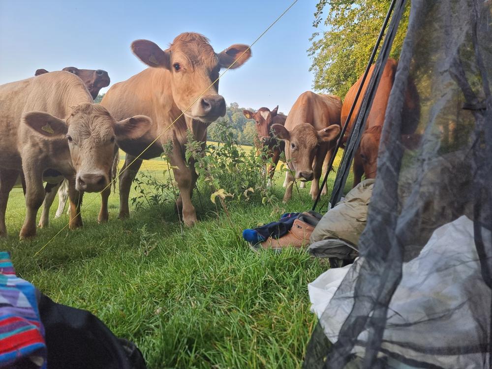 Cows come and wake me up as I lay sleeping in their paddock