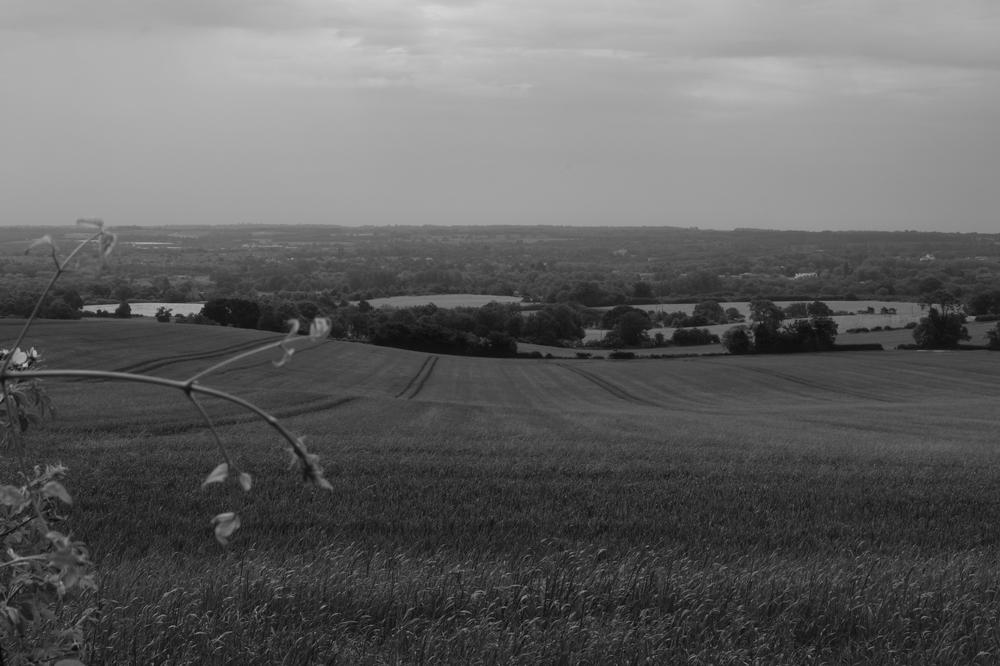 A field in the foreground, forest stretching into the background