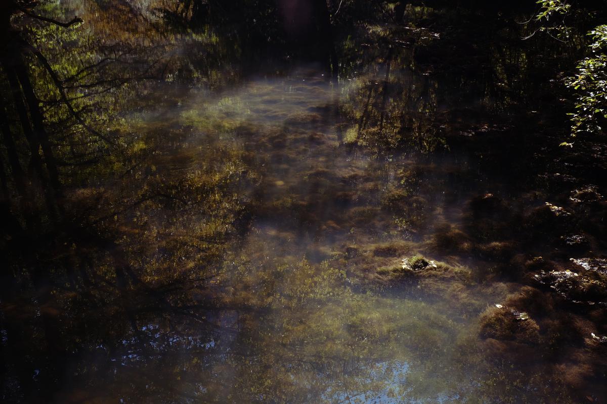 A cloudy stream that feeds into the Kolpa river where it forms the border between Slovenia and Croatia. Dark algae blooms below while Beach trees can be seen reflected in its surface.