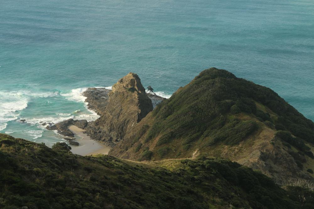 The lone pohutukawa tree at Cape Reinga.