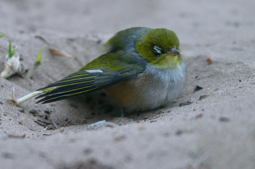 A bird rests it's eyes in a hollow in the sand.