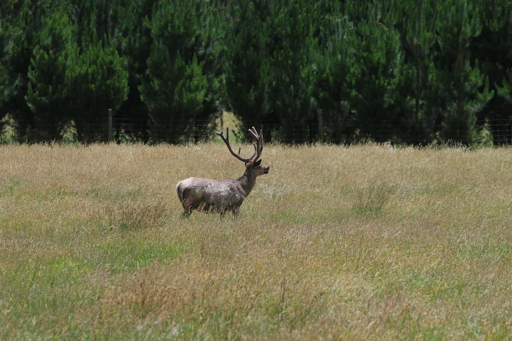 A reindeer lifts its head while feeding